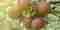 Apples